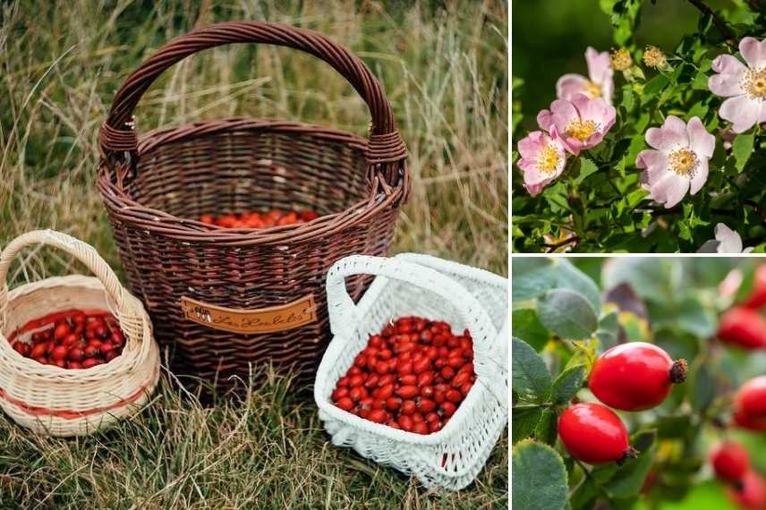 rose hips flower fruit