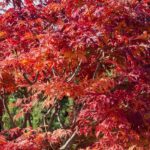 Quels érables du Japon supportent le soleil ?