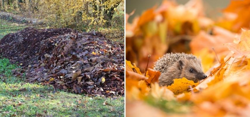 Laubhaufen mit Igel