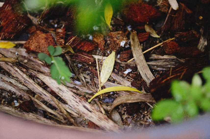 les feuilles mortes malades doivent-elles être gardées pour le compost ou le paillis ?