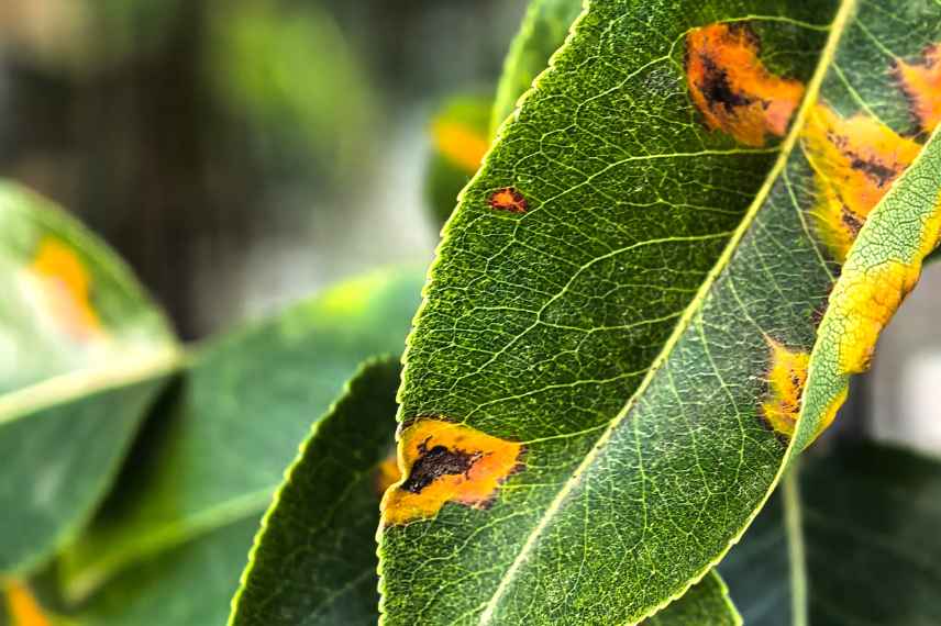faut-il garder les feuilles mortes malades ?