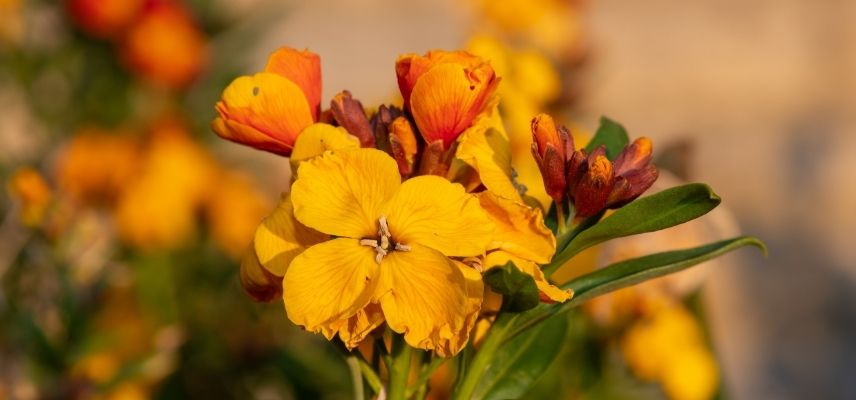 erysimum cheiri
