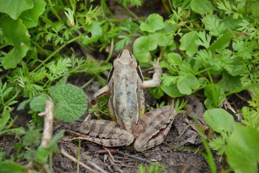 que faire pour les grenouilles et les crapauds en hiver ?