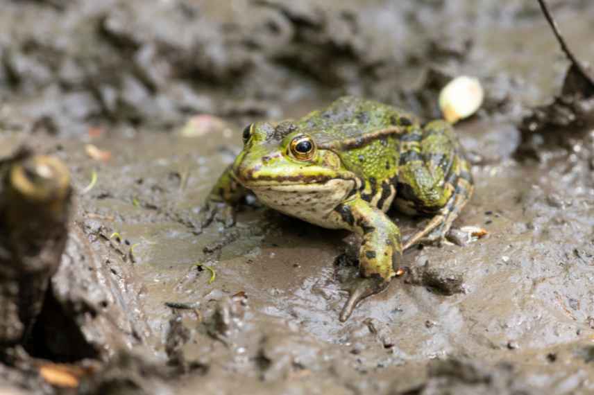protéger les amphibiens en hiver