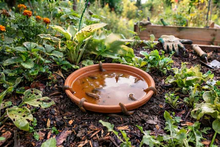 false gardening advice