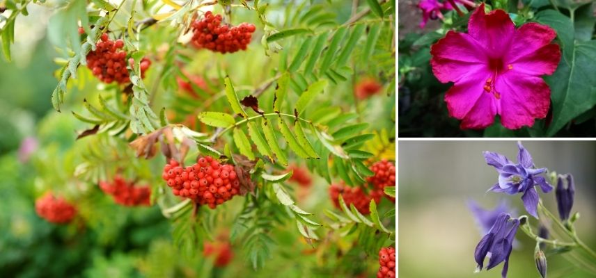 exemples plantes de grand mere