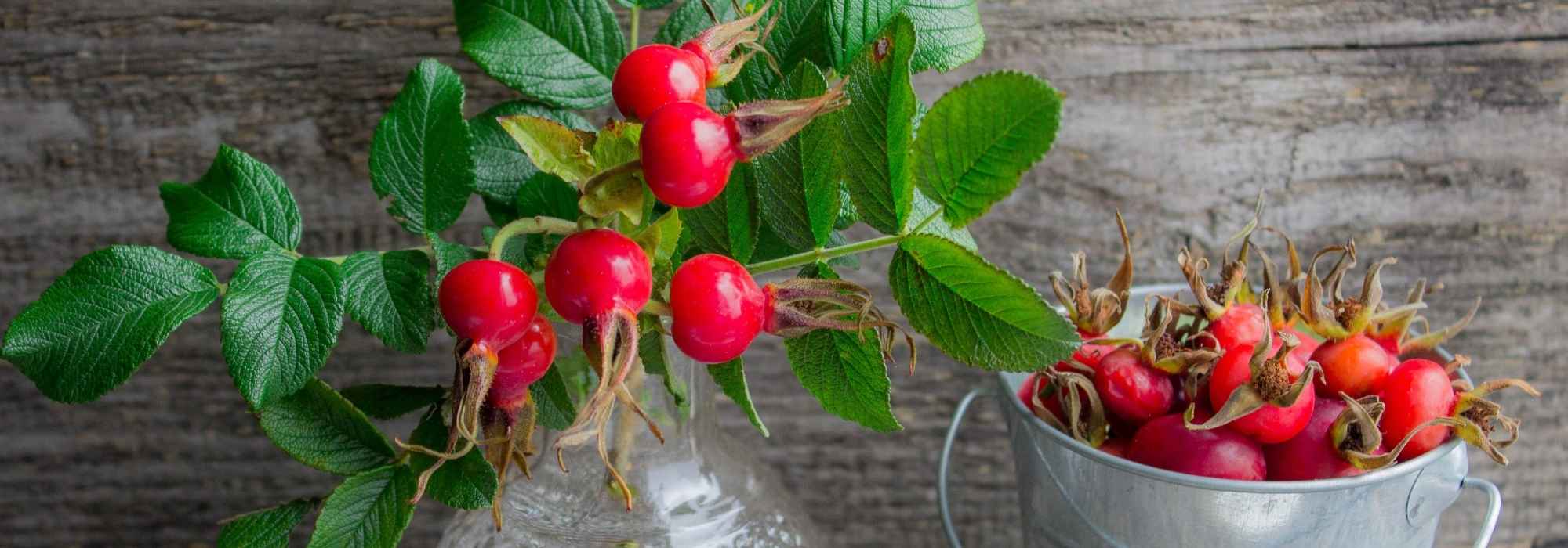Cynorrhodons : des usages multiples, de la table au jardin