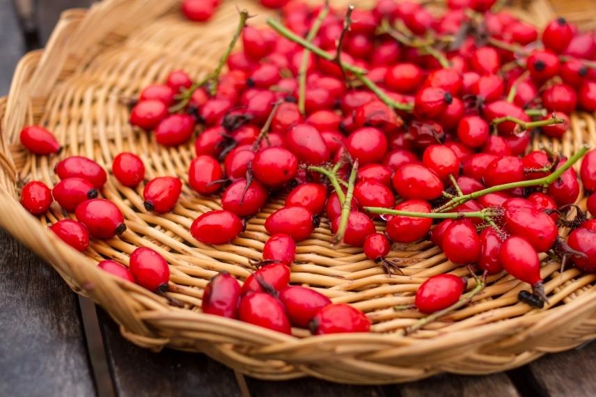 rose hips: what to do with them, ideas