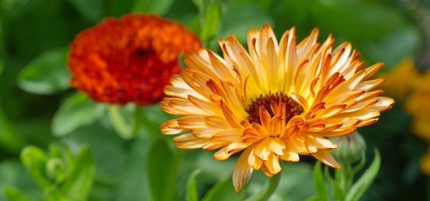 plante de grand-mere