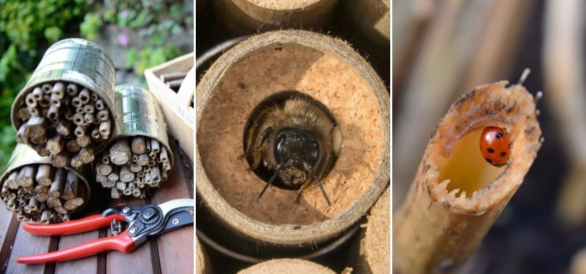 Trockene, hohle Stängel dienen Bienen und Marienkäfern als Unterschlupf.