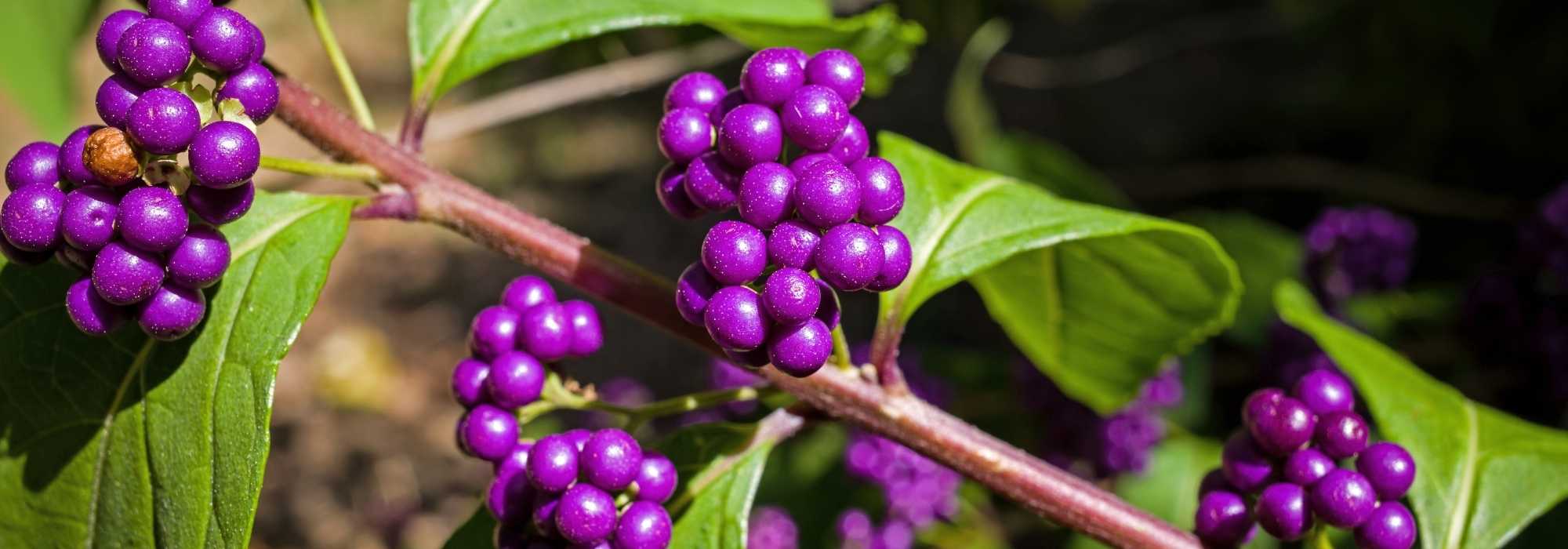 Quel Callicarpa choisir pour son jardin ?