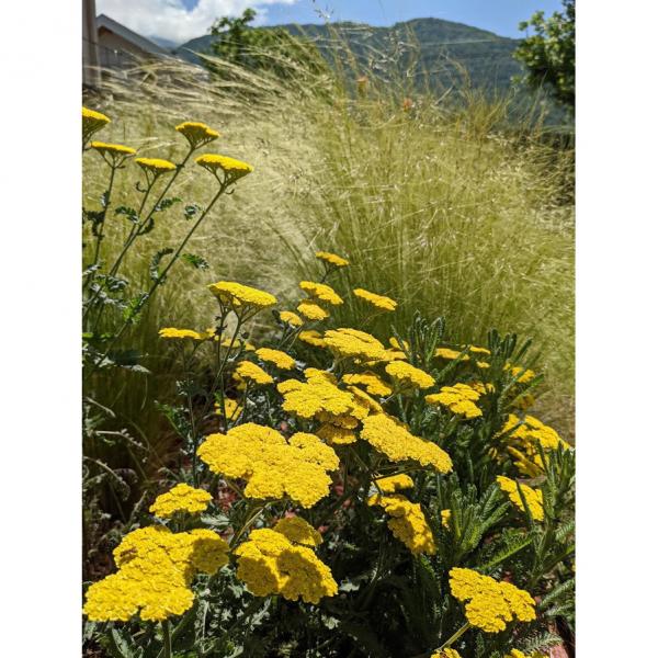 Achillea Little Moonshine Une Achillee Jaune Vif Version Compacte Et Precoce De Moonshine