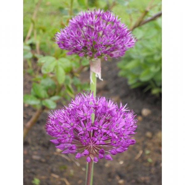Allium Purple Sensation - Ail d'ornement à fleurs violet pourpre en boule