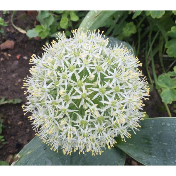 Allium karataviense x 5 ampoules Pretty Blanc Globes Superbe au printemps