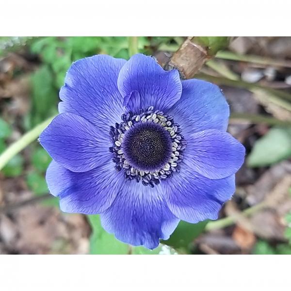 Anémone de Caen Mr Fokker – Anémone des fleuristes bleue à cœur noir