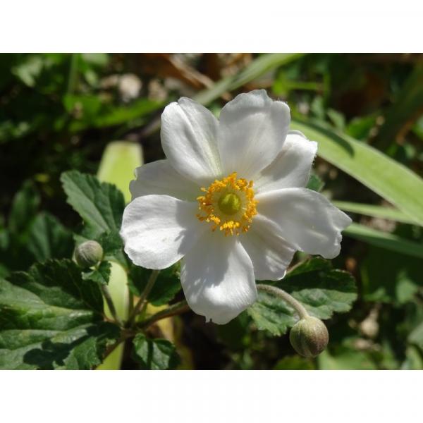 Anémone du Japon Whirlwind – De superbes fleurs blanches, doubles