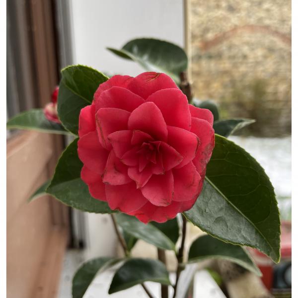 Camélia Roger Hall - Camellia japonica à grandes fleurs doubles aux pétales  bien imbriqués, rouge vif au printemps.