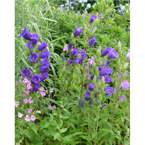 Campanula medium - Campanule des jardins - Carillon - Bisannuelle  spectaculaire, offrant des fleurs bleues en cloches simples