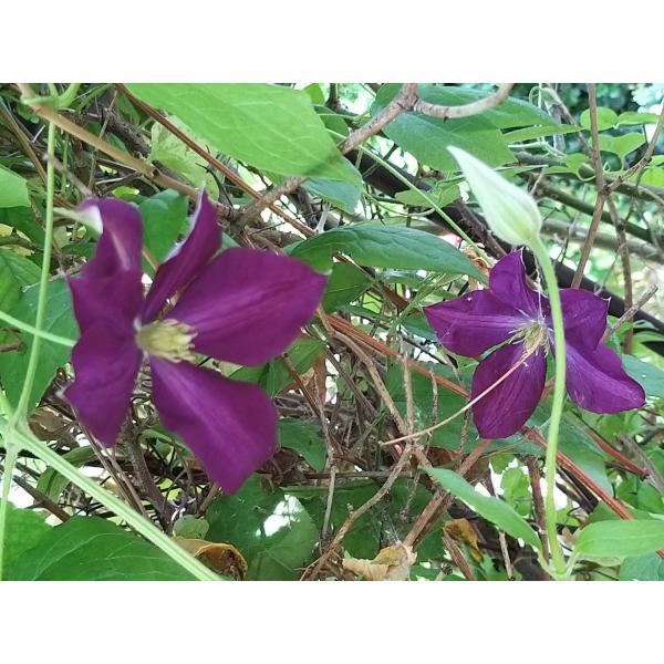 Clématite italienne Etoile Violette - Clématis viticella à fleurs violettes