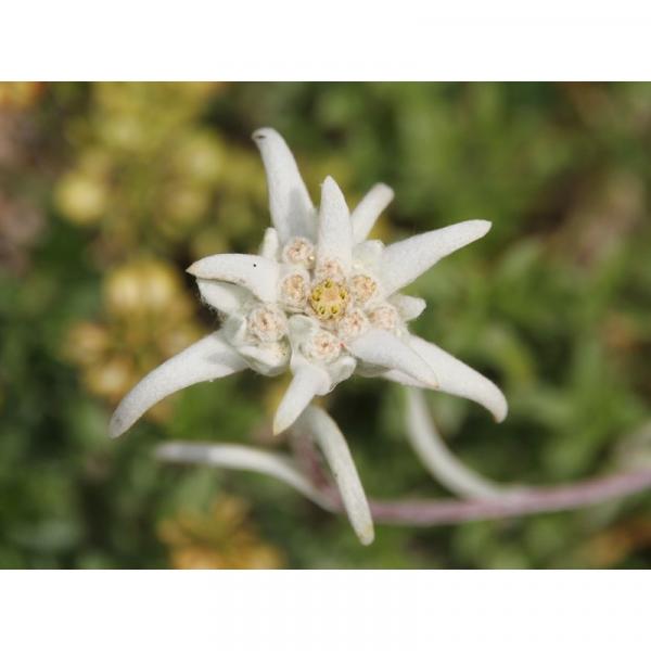 Edelweiss des Alpes - Leontopodium alpinum – Une petite vivace à fleur  laineuse