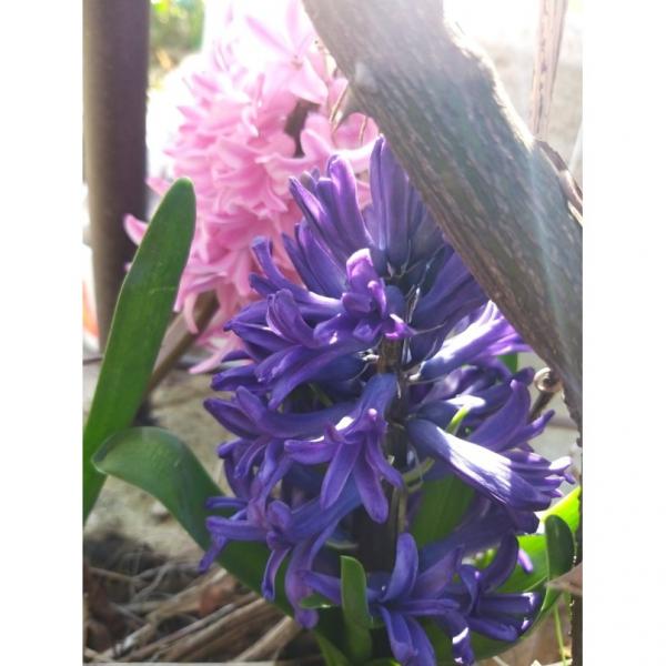 Jacinthe Blue Pearl - Hyacinthus (x) orientalis - Bulbe à fleurs bicolores,  bleu-violacé foncé, plus claires en bordure, bien parfumées.