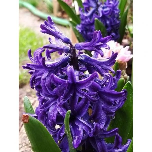 Jacinthe Blue Pearl - Hyacinthus (x) orientalis - Bulbe à fleurs bicolores,  bleu-violacé foncé, plus claires en bordure, bien parfumées.