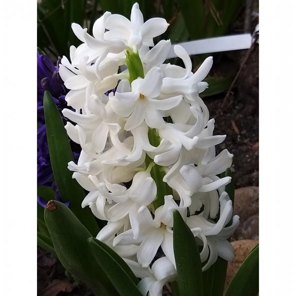 Jacinthe Carnegie - Hyacinthus orientalis - Bulbeuse rustique à fleurs  simples d'un blanc pur, bien parfumées.