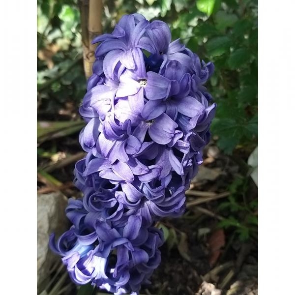 Jacinthe - Hyacinthus (x) orientalis General Kohler - aux fleurs doubles,  bleu lavande et parfumées.