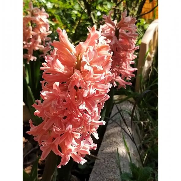 Jacinthe Gipsy Queen - Hyacinthus (x) orientalis.