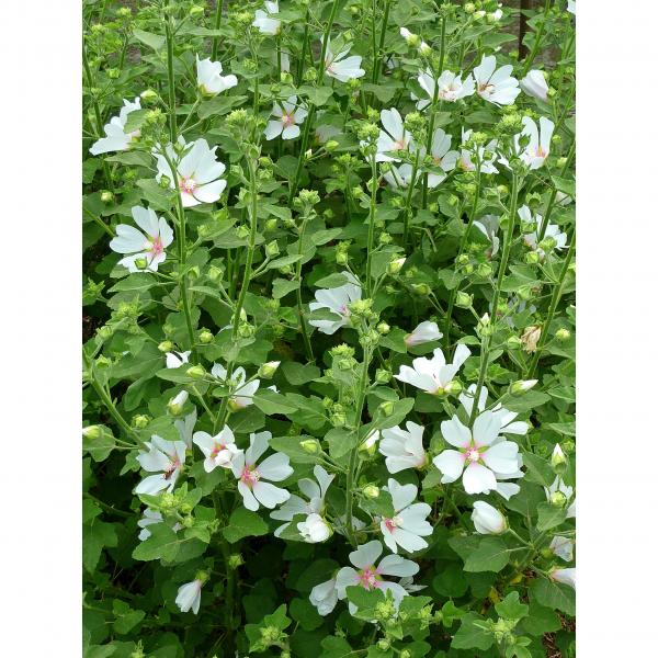 Lavatera olbia Frederique - Lavatère arbustive à fleurs blanches et coeur  rosé