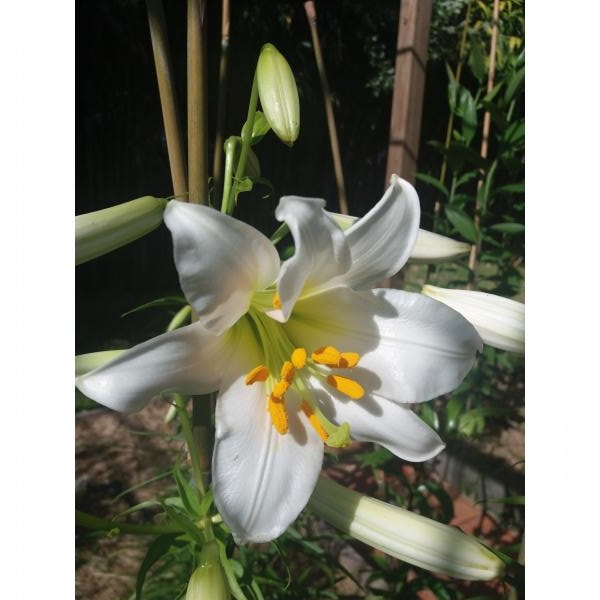 Lys royal blanc - Lilium regale Album - Lis royal blanc - Lis trompette -  La forme blanche de l'espèce botanique, un bulbe facile à cultiver, à la  floraison blanche et au parfum splendide.