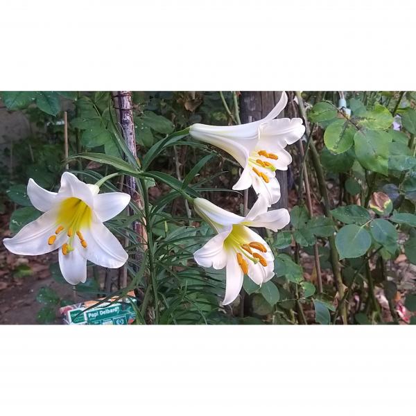 Lys royal blanc - Lilium regale Album - Lis royal blanc - Lis trompette -  La forme blanche de l'espèce botanique, un bulbe facile à cultiver, à la  floraison blanche et au parfum splendide.