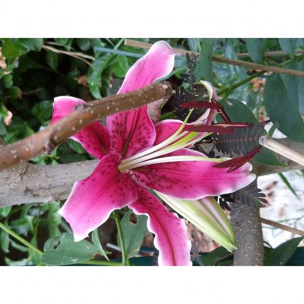 Lis Groupe trompette oriental - Lilium Stargazer - Grandes fleurs dressées  roses mouchetées de brun, parfumées.