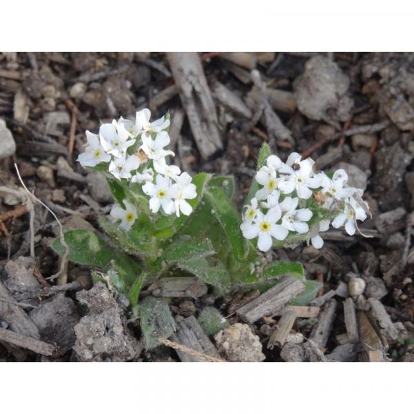 Myosotis Snowsylva Whitesylva - Myosotis sylvatica - Des inflorescences  denses, blanc pur, sur des plantes précoces et florifères.