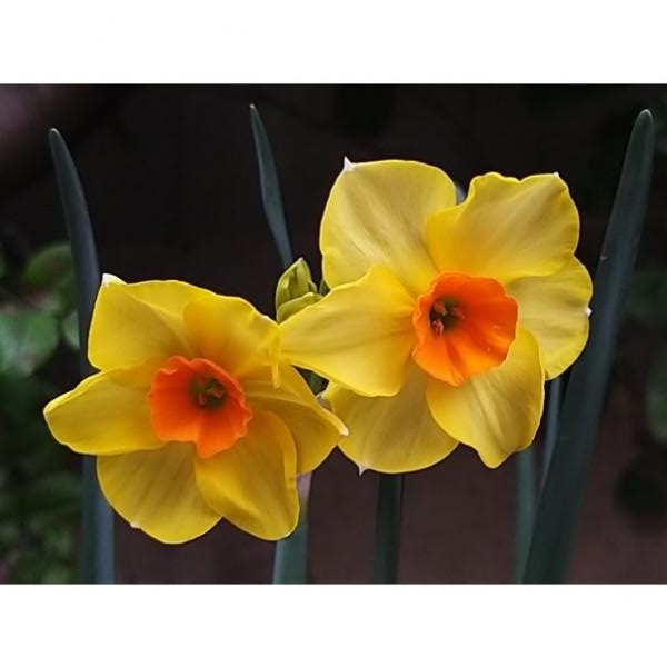 Narcissus jonquilla Martinette - Narcisse pluriflore à petites fleurs  jaunes et orange, très parfumées.