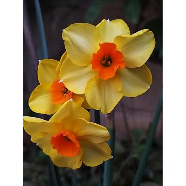 Narcissus jonquilla Martinette - Narcisse pluriflore à petites fleurs  jaunes et orange, très parfumées.