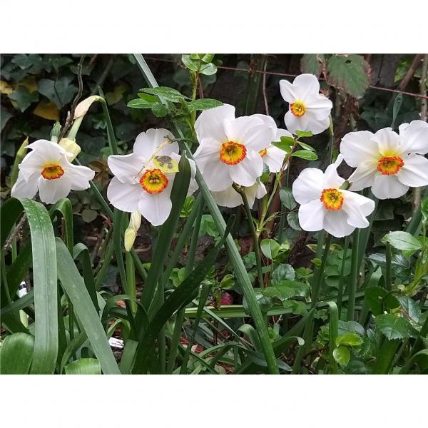 Narcissus poeticus recurvus - vrai narcisse des poètes