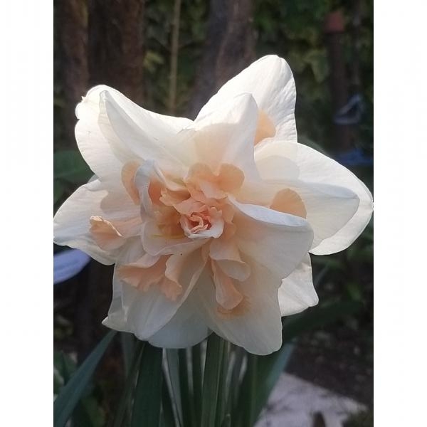 Narcisse à fleur double Rosy Cloud - Narcissus (x) odorus - Jonquille  campernelle à collerette doubles, rose saumon, sur une corolle blanche.