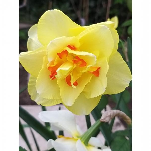 Narcissus Tahiti - Narcisse double - Grandes fleurs jaune d'or mêlé d'orange