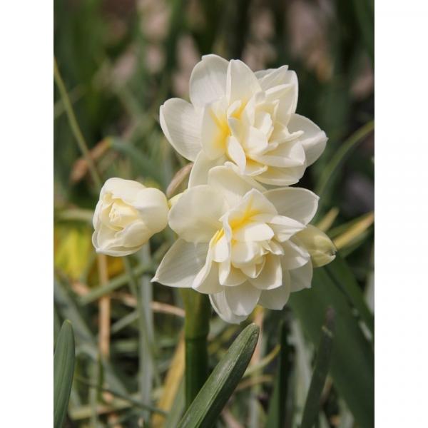 Narcissus tazetta Erlicheer - Narcisse à fleurs doubles et parfumées,  ivoire à coeur jaune pâle