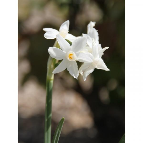 Narcisse Paperwhite papyraceus ou tazetta, narcisse blanc à bouquets,  parfumé pour la maison