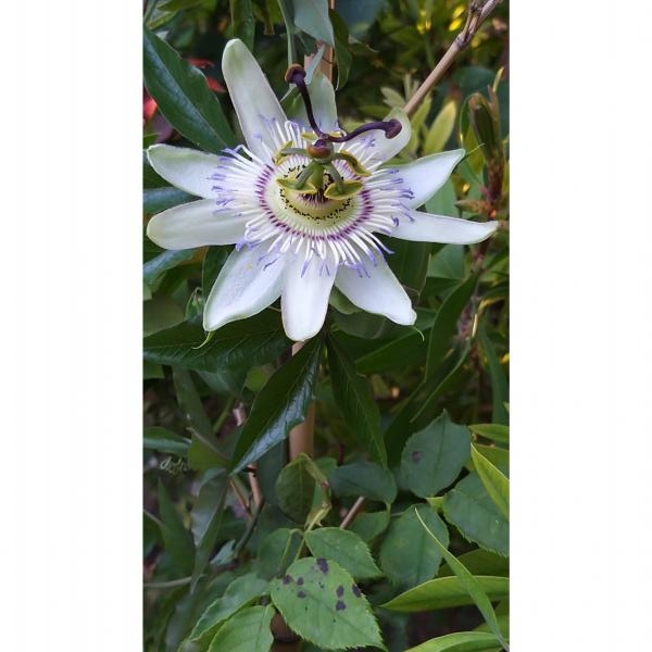 Passiflore Amethyst Blanche - Fleur de la Passion - Passiflore blanche