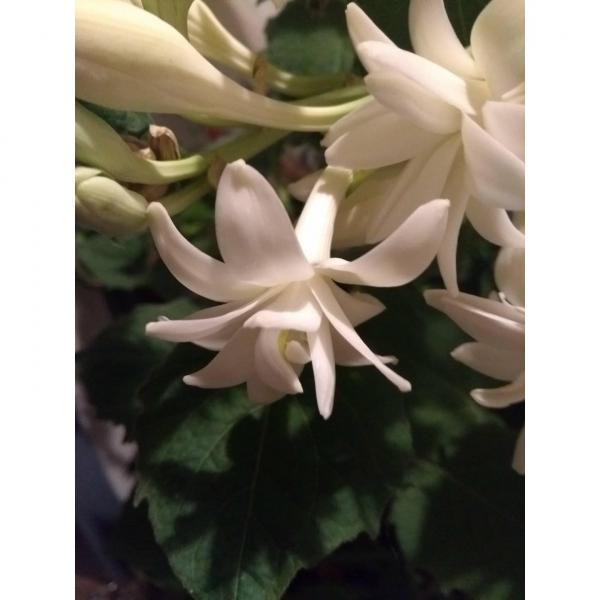 plantation en intérieur et extérieur Polianthes tuberosa plena The Pearl //Forte résistance plantes en pot de bonsaï à racines fortes-10bulbes