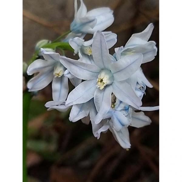20 ampoules puschkinia libanotica russe perce printemps été fleur vivace 
