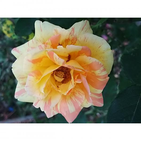 Rosa André Willemse - Rosier buisson moderne, à grandes fleurs flammées de  rose, d'orange et de blanc sur fond jaune pâle, parfumées.