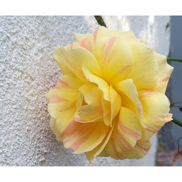 Rosa André Willemse - Rosier buisson moderne, à grandes fleurs flammées de  rose, d'orange et de blanc sur fond jaune pâle, parfumées.