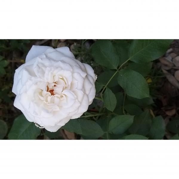 Rosa Annapurna ® - Rosier hybride moderne à grandes fleurs blanc pur -  parfumé - très sain - récompensé.
