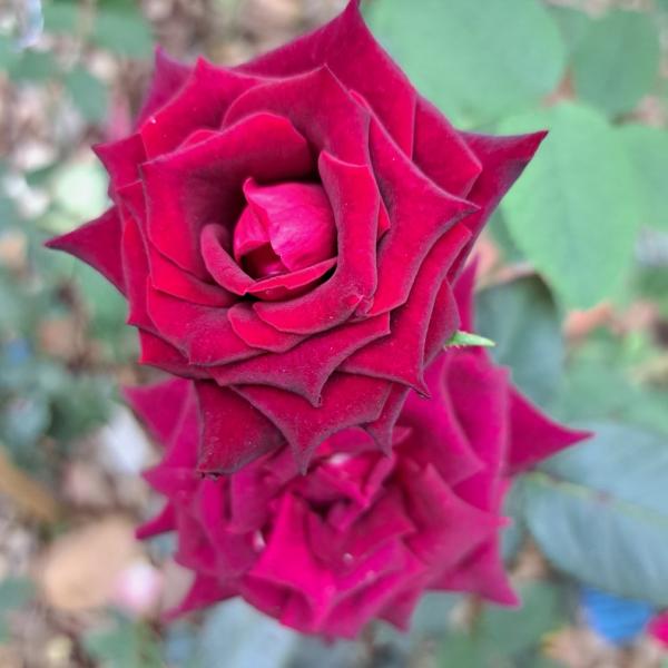 Rosa Black Baccara - Arbuste hybride de Thé moderne, à grandes fleurs rouge  très foncé, veloutées, presque noires.