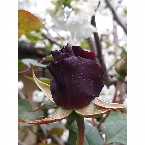 Rosa Black Baccara - Arbuste hybride de Thé moderne, à grandes fleurs rouge  très foncé, veloutées, presque noires.