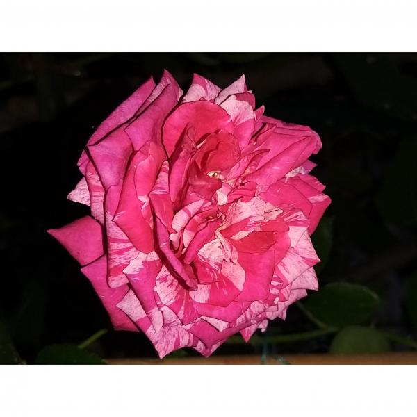 Rosier bicolore blanc-rouge RosaNostalgie Grandes fleurs parfumées Hauteur 22cm 